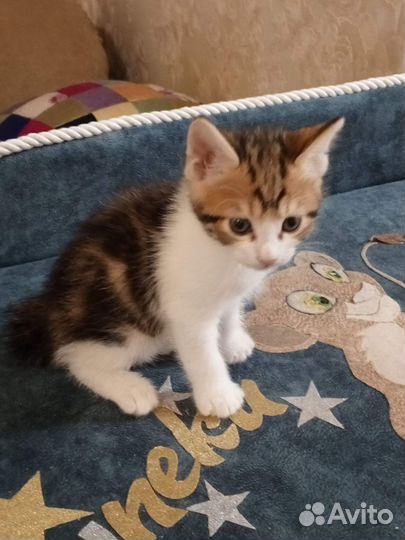 Котята разных окрасов