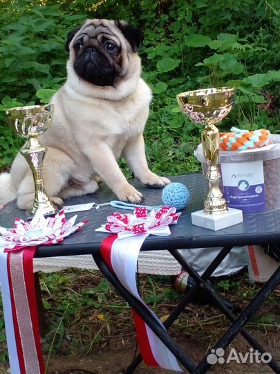 Вязка кобелями мопса