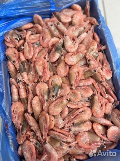Креветки северные 90 120