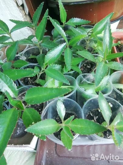 Каланхоэ лечебное