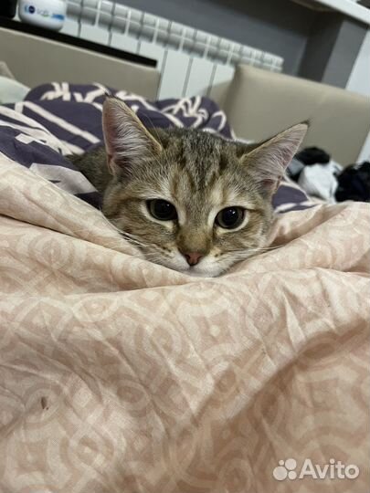 Кошка