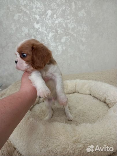Кавалер кинг чарльз Спаниель