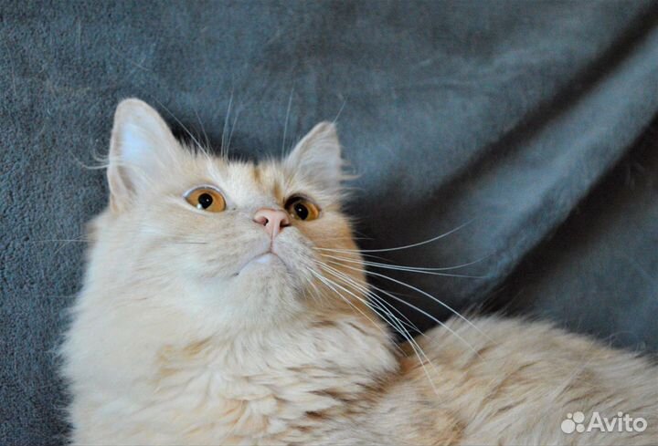 Красавец Даня из приюта ищет семью