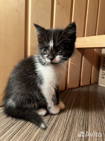 Котенок