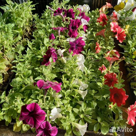 Вегетативная петуния