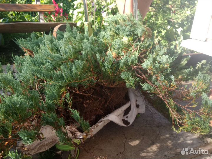 Горизонтальный можжевельник