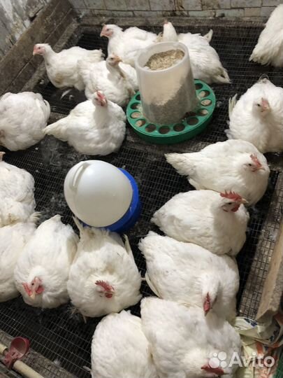 Продою своё излишки домашнего бройлера