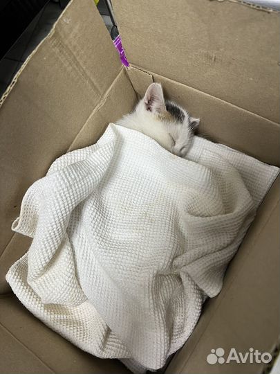 Кошка в дар