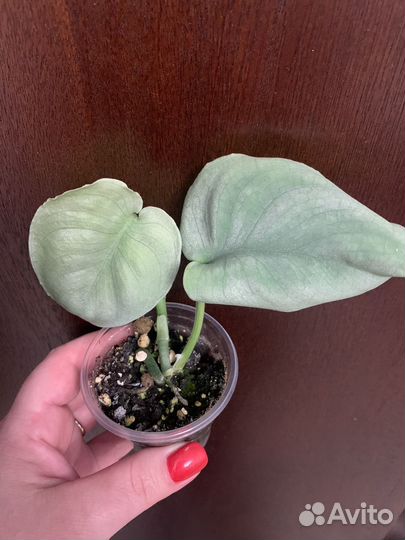 Сциндапсус платинум