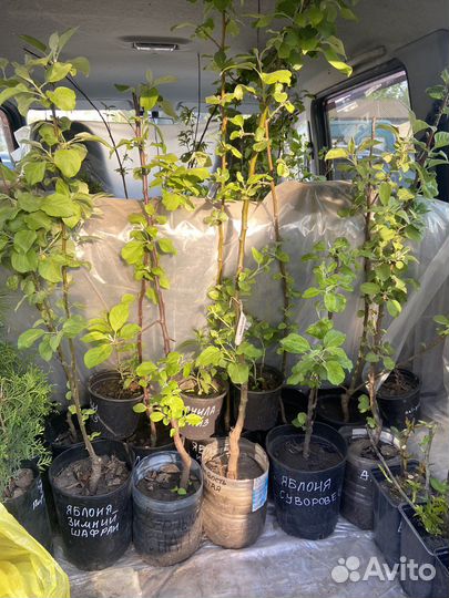 Саженцы (большей выбор)
