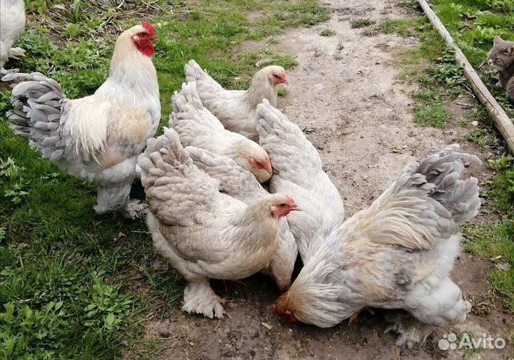 Яйцо икубационное Брама Изабель