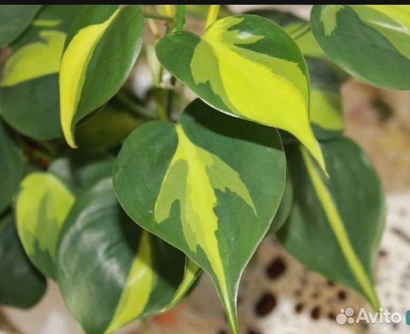 Филодендроны