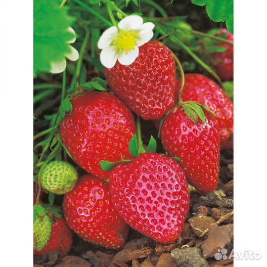 Рассада клубники