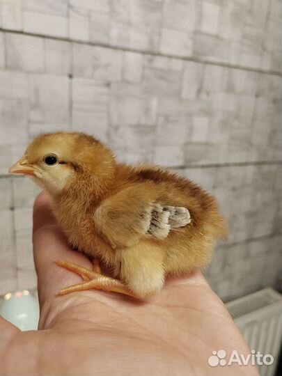 Цыплята
