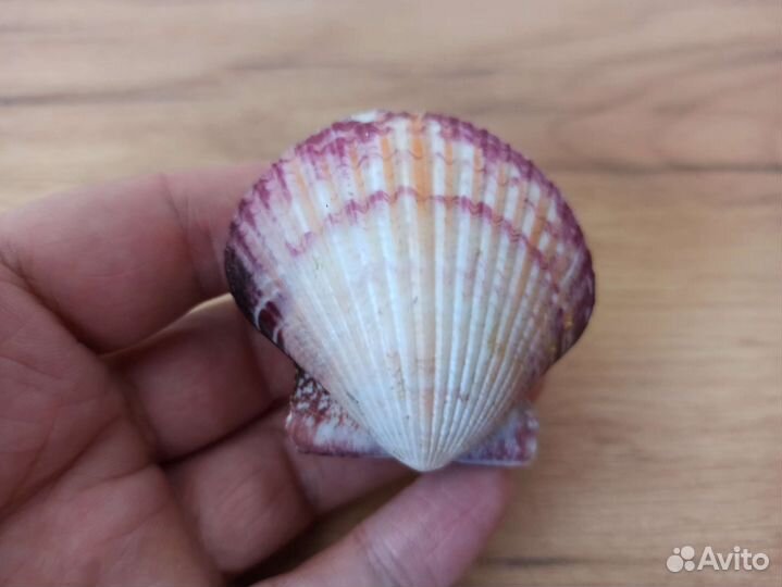 Морская раковина