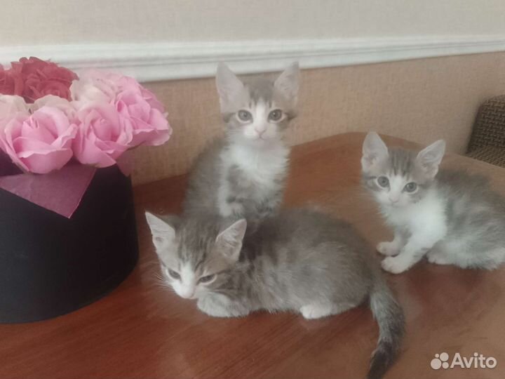 Кошки в добрые руки бесплатно