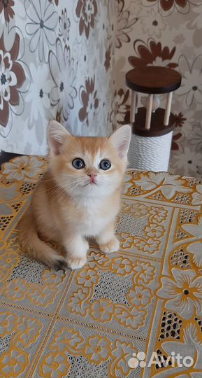 Малыши шиншиллы