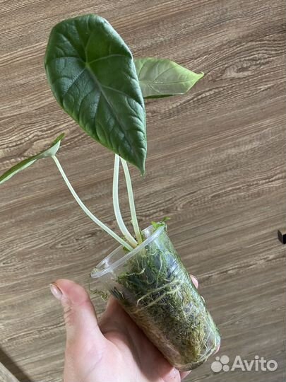 Алоказия Махарани