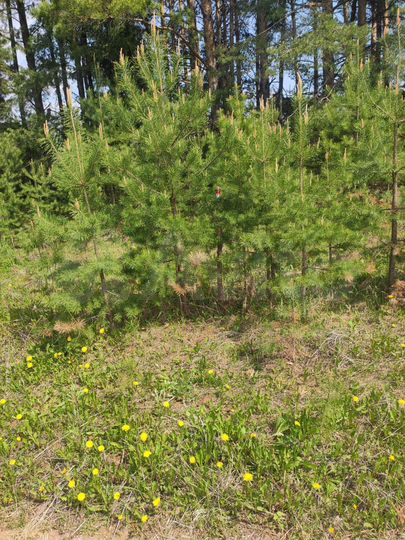 Участок 9 сот. (ИЖС)