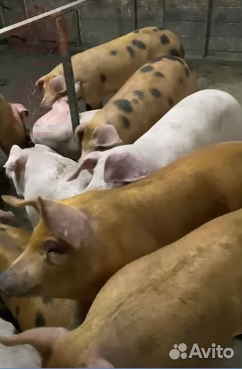 Мясо деревенское,свинина. Убой и Доставка завтра