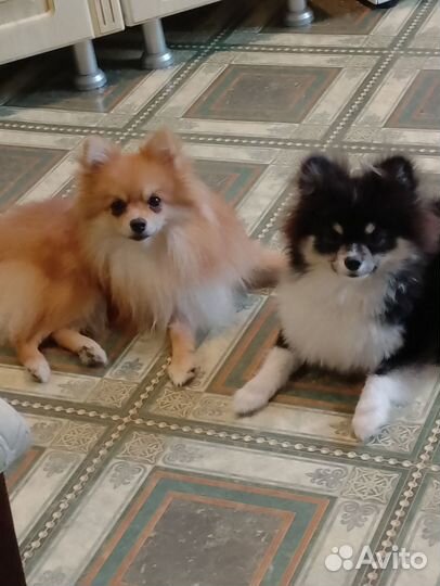 Собаки щенки шпиц