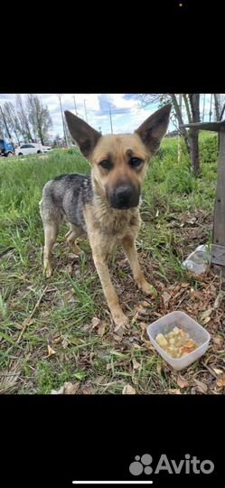 Щенки в добрые руки