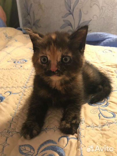 Котята
