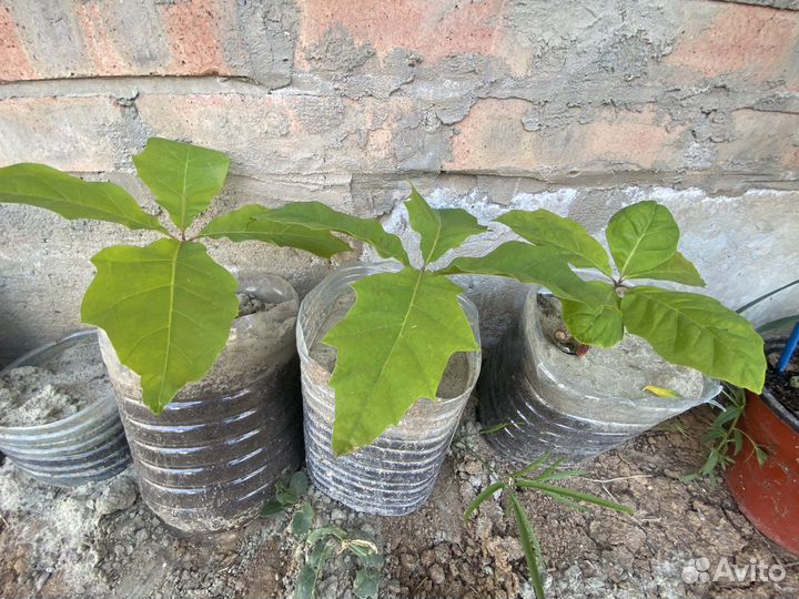 Дубы разных сортов