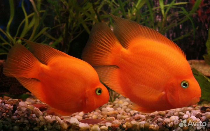 Попугай красный Аквариумные рыбки и растения