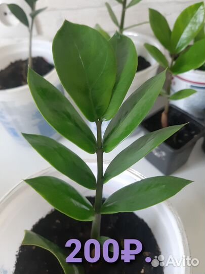 Замиокулькас