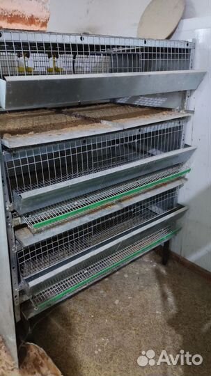 Клетки для перепелов бу