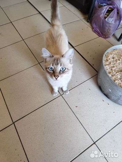 Котик бесплатно