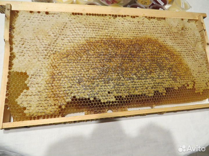 Свежий мед 2024 год