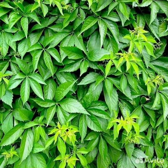 Лианы (подробности в описании)