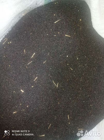 Рапс (сидерат)