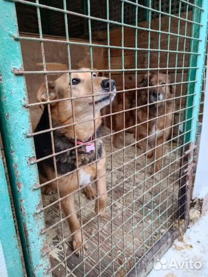 Собака из приюта в добрые руки бесплатно ищет дом