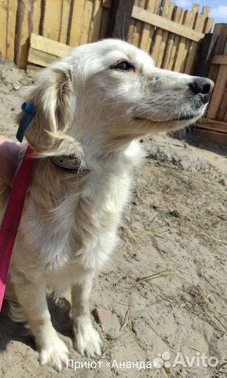 Красивый пес для квартиры