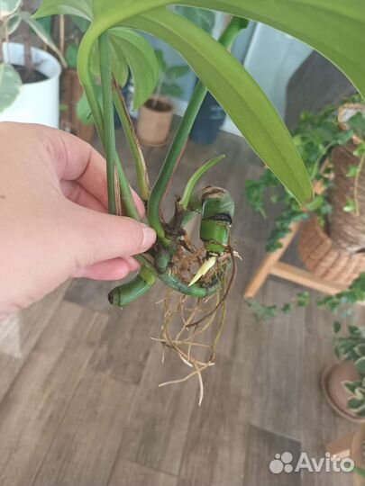 Филодендрон хвост дракона