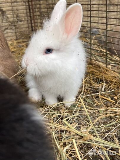 Декоративные кролики