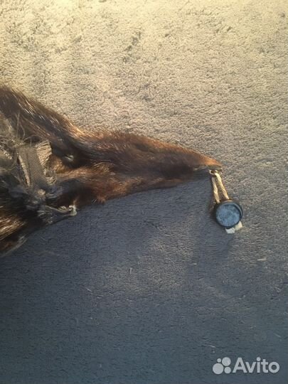 Шкура чернобурки