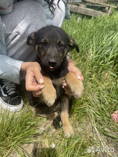 Щенок в добрые руки