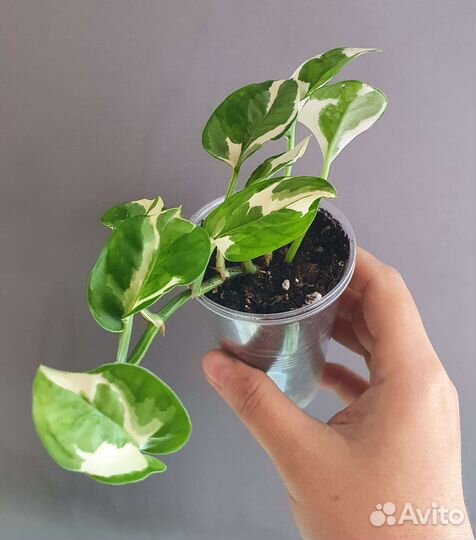 Комнатные растения