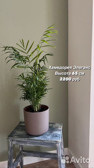 Комнатные растения: хамедорея, сансевиерия