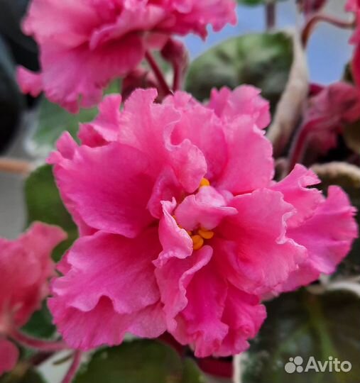 Цветущие фиалки