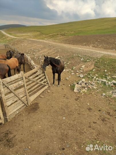 Карачаевский жеребец