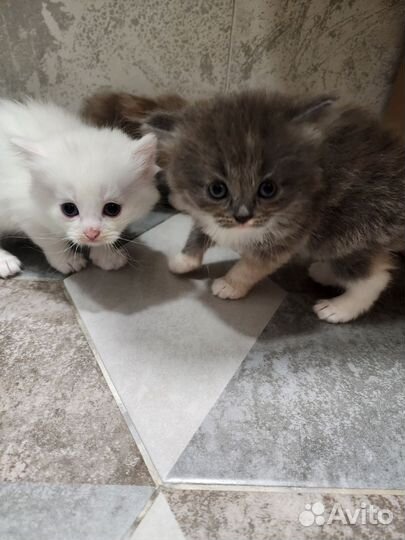 Сибирская кошка