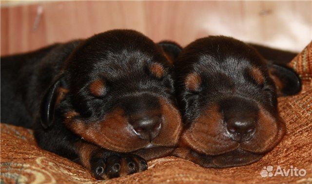 Щенки цвергпинчера