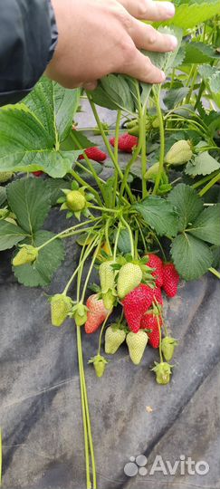 Рассада клубники