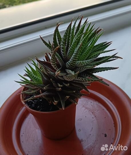 Хавортия полосатая