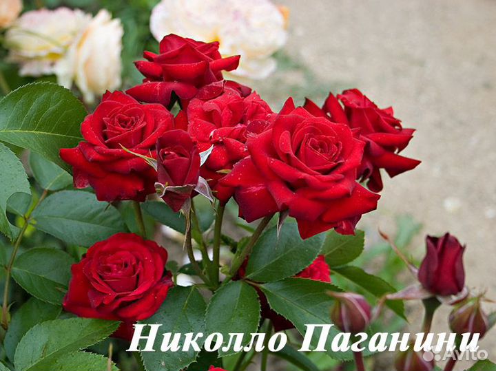 Розы групп флорибунда, спрей-розы, плетистые